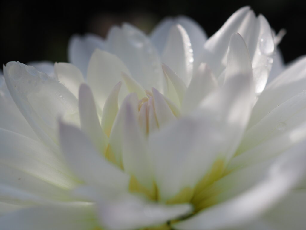 両神山麓花の郷ダリア園(小鹿野ダリア園)のダリア