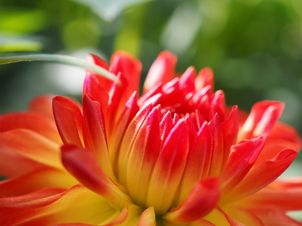両神山麓花の郷ダリア園(小鹿野ダリア園)のダリア