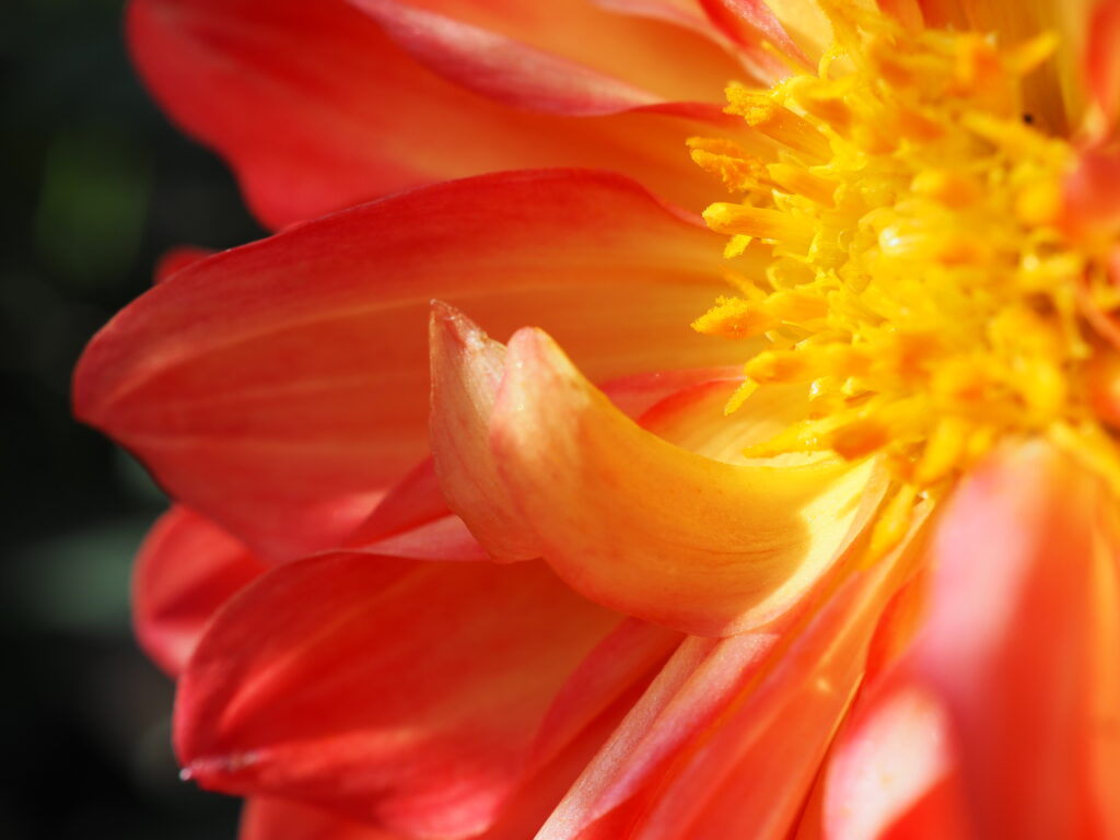 両神山麓花の郷ダリア園(小鹿野ダリア園)のダリア