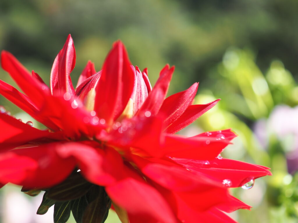 両神山麓花の郷ダリア園(小鹿野ダリア園)のダリア