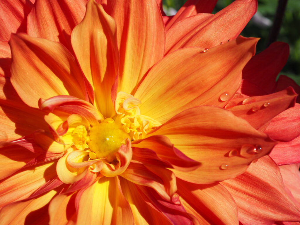 両神山麓花の郷ダリア園(小鹿野ダリア園)のダリア