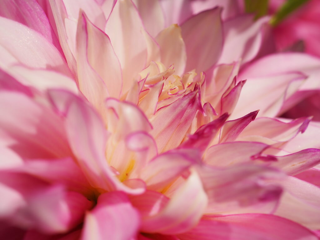 両神山麓花の郷ダリア園(小鹿野ダリア園)のダリア