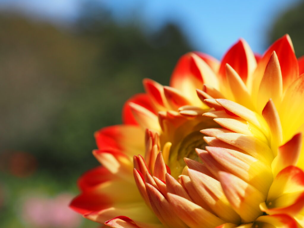 両神山麓花の郷ダリア園(小鹿野ダリア園)のダリア