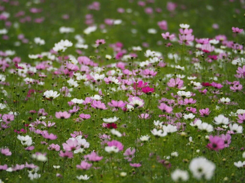 くりはま花の国のコスモス