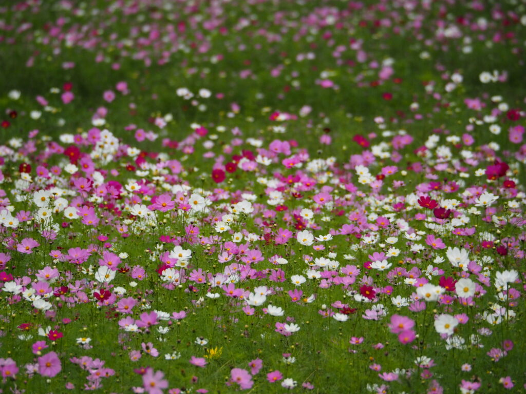 くりはま花の国のコスモス
