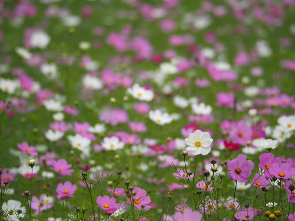 くりはま花の国のコスモス