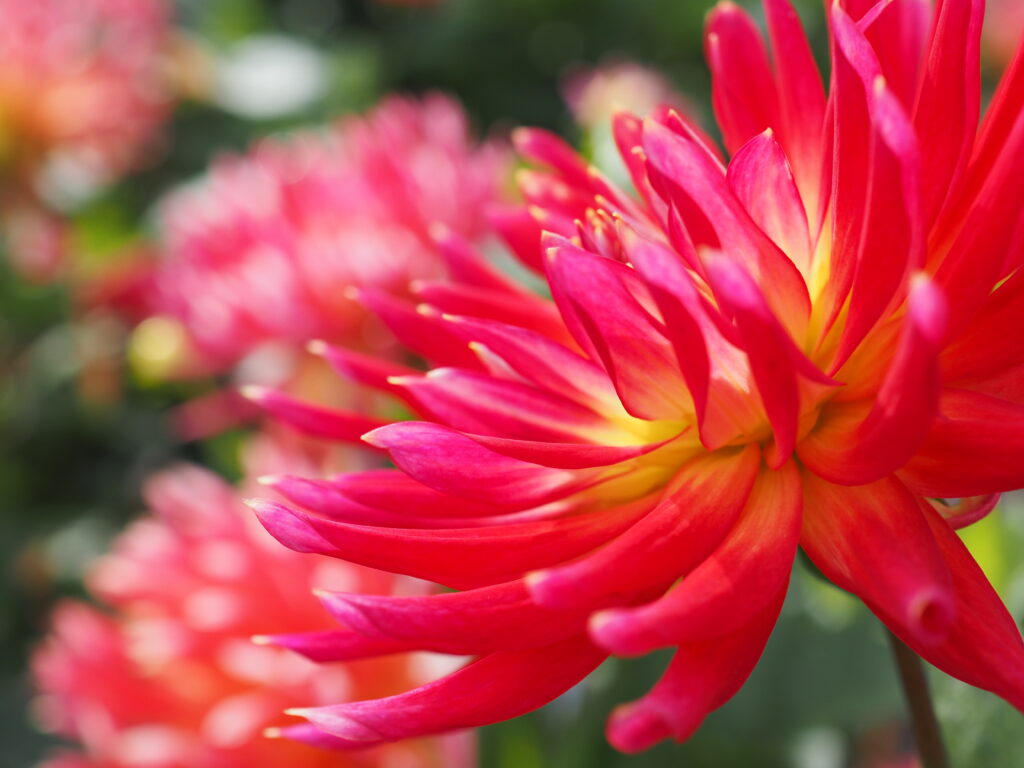 町田ダリア園のダリア