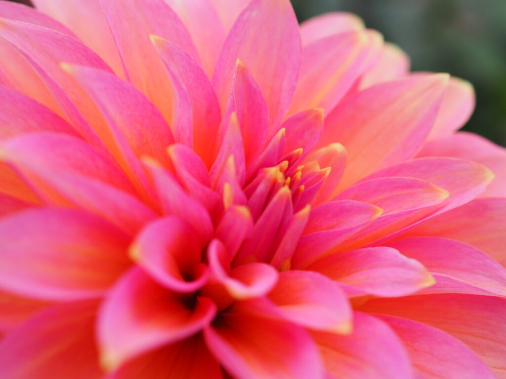 町田ダリア園のダリア