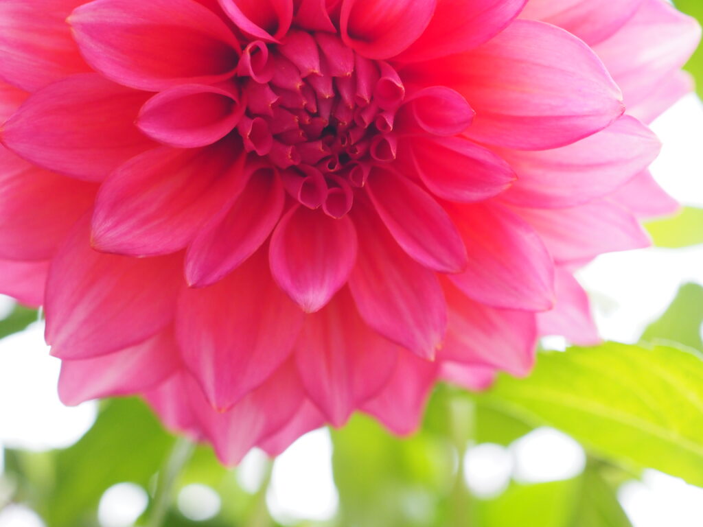 町田ダリア園のダリア