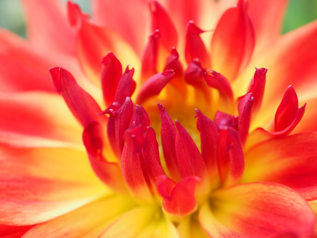 町田ダリア園のダリア