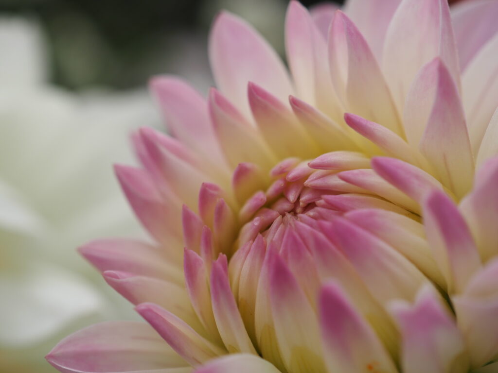 町田ダリア園のダリア