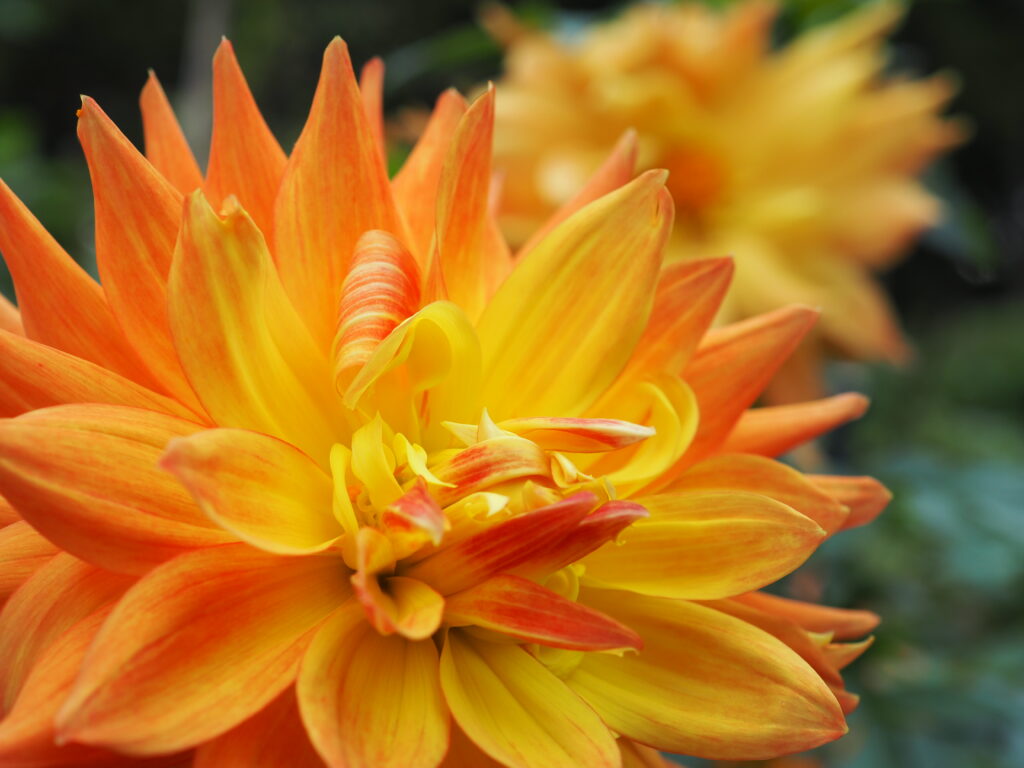 町田ダリア園のダリア