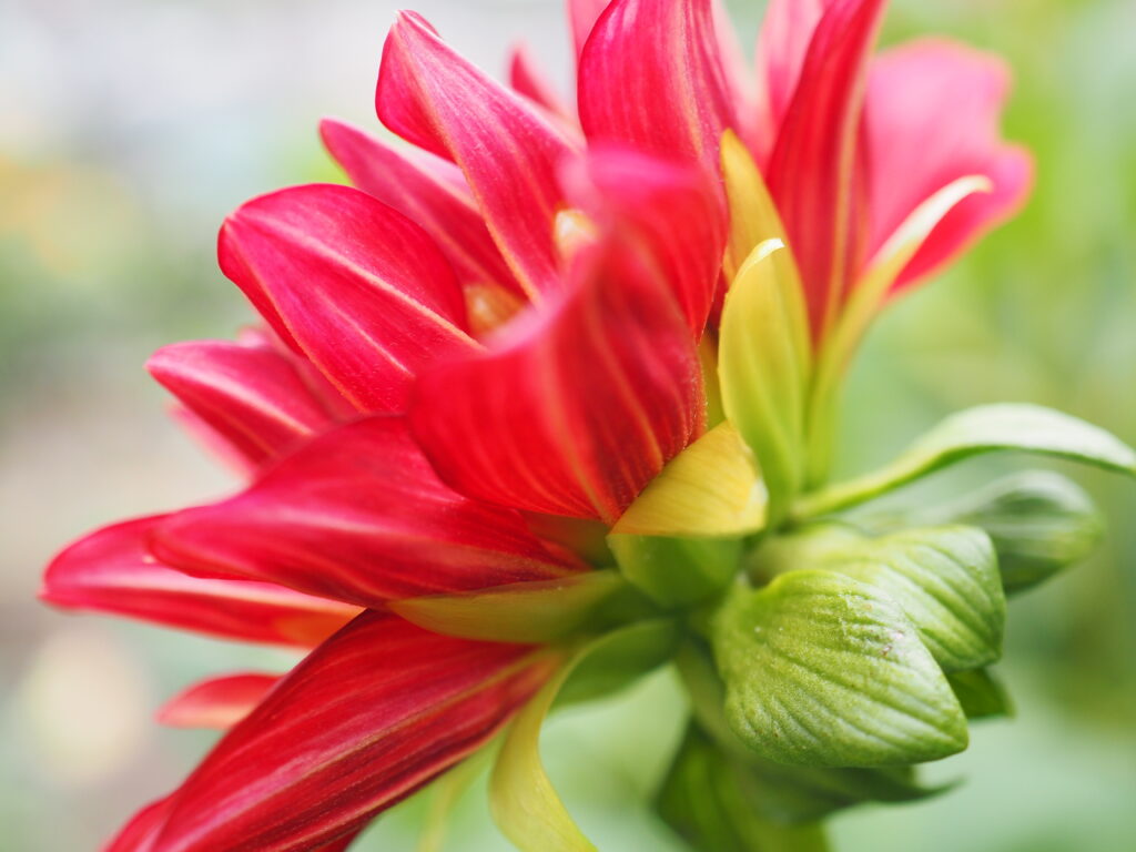 町田ダリア園のダリア