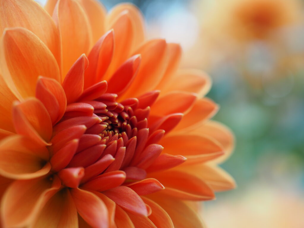 町田ダリア園のダリア