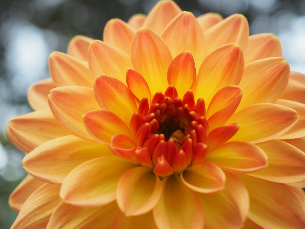 町田ダリア園のダリア