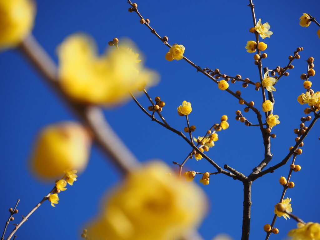 近所のお寺の蝋梅