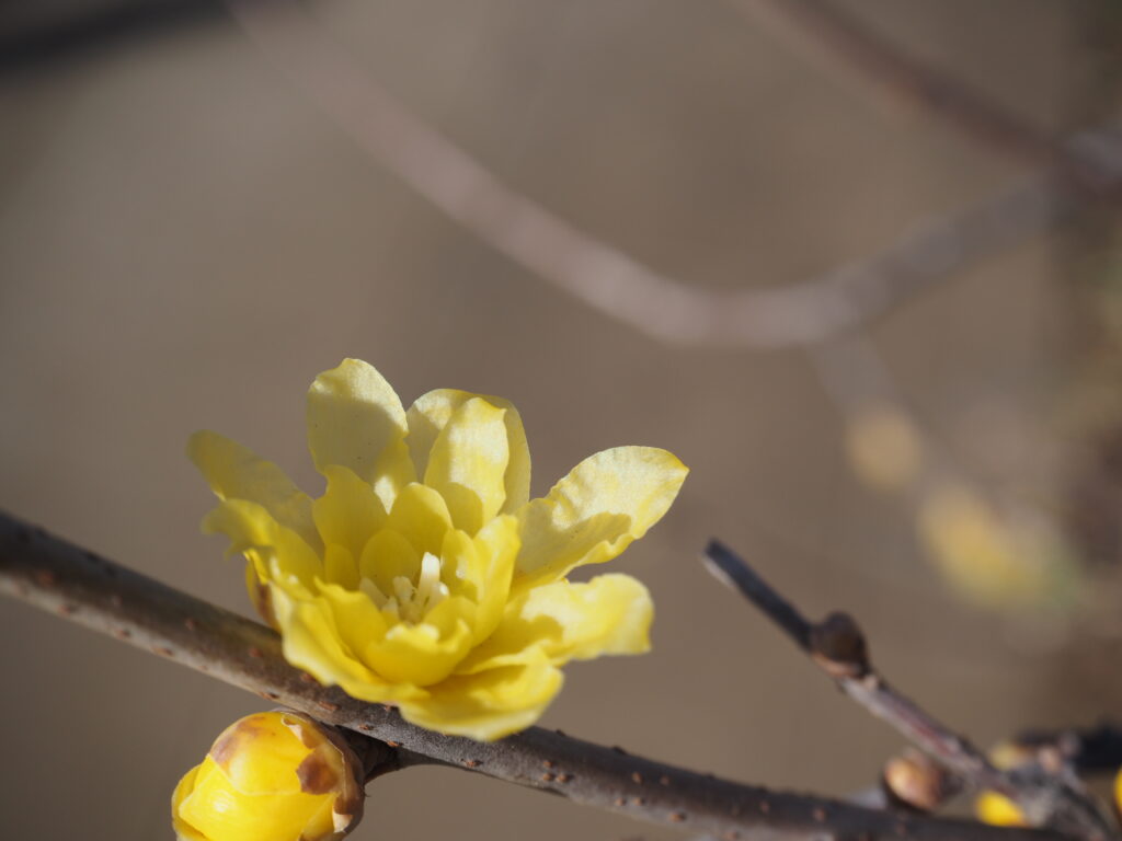 近所のお寺の蝋梅