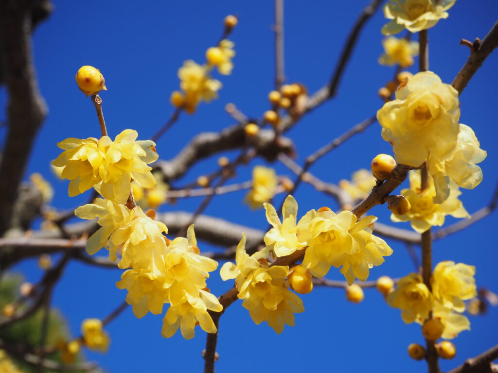 近所のお寺の蝋梅