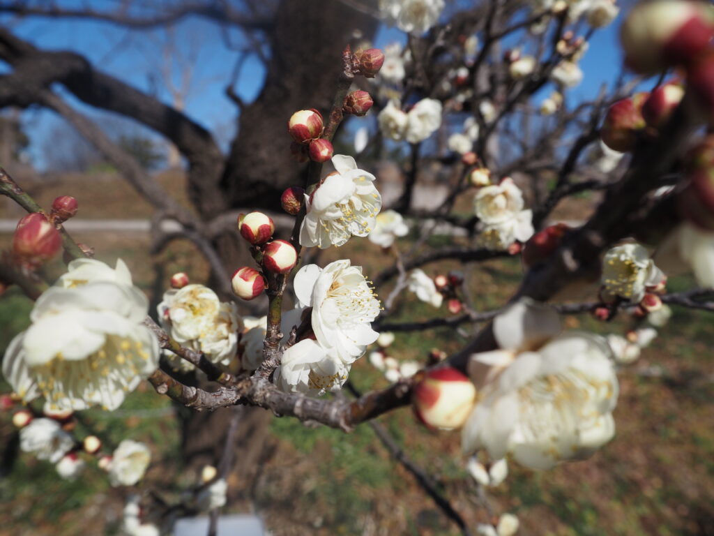 府中郷土の森博物館の白梅