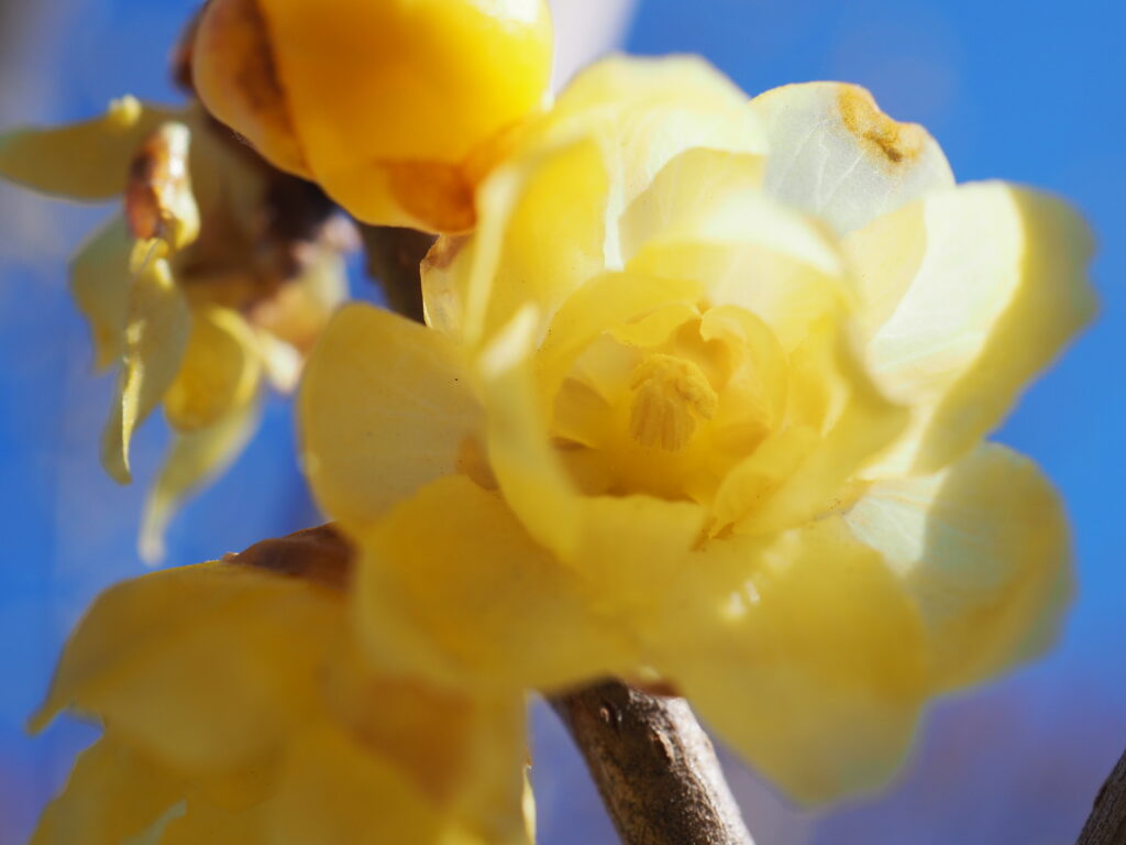 府中郷土の森博物館の蝋梅
