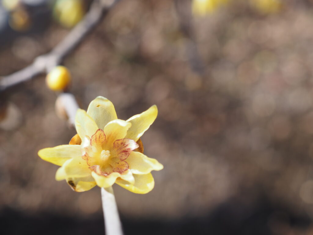 府中郷土の森博物館の蝋梅