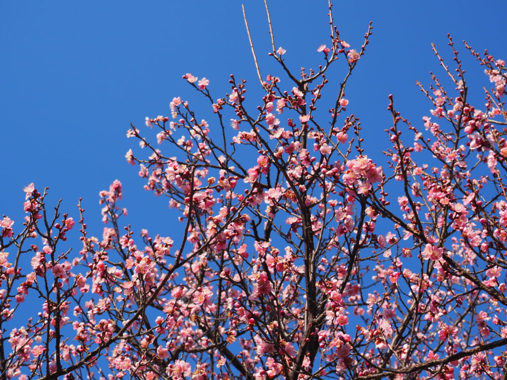 府中郷土の森博物館の紅梅