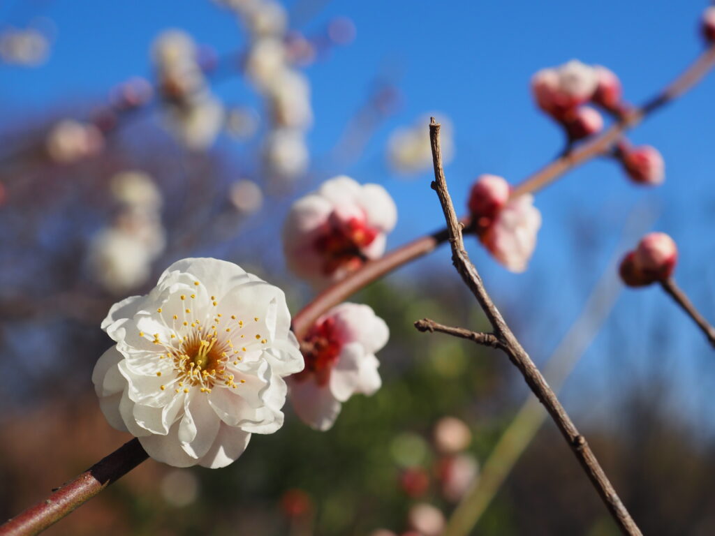 府中郷土の森博物館の白梅