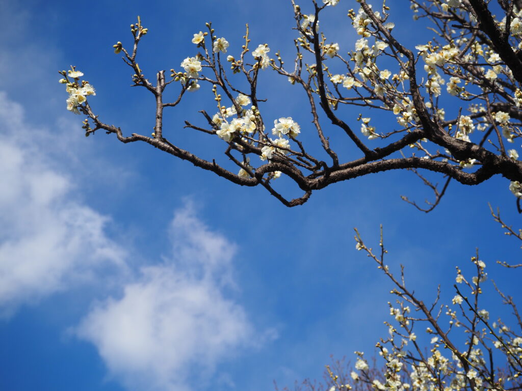 府中郷土の森博物館の白梅