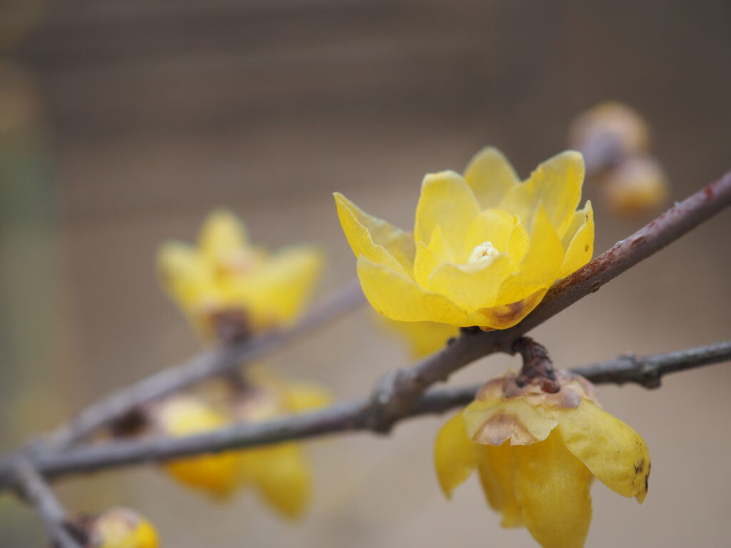 所沢航空記念公園の蝋梅