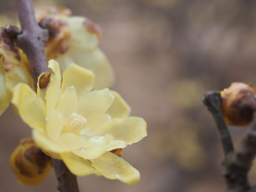 所沢航空記念公園の蝋梅