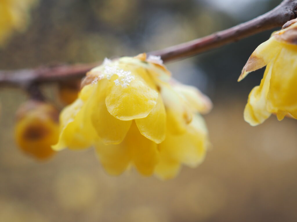 所沢航空記念公園の蝋梅