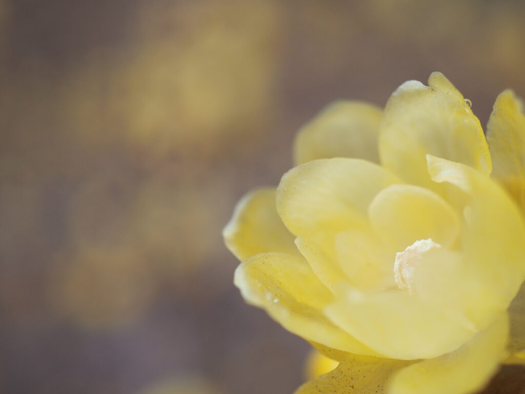 所沢航空記念公園の蝋梅