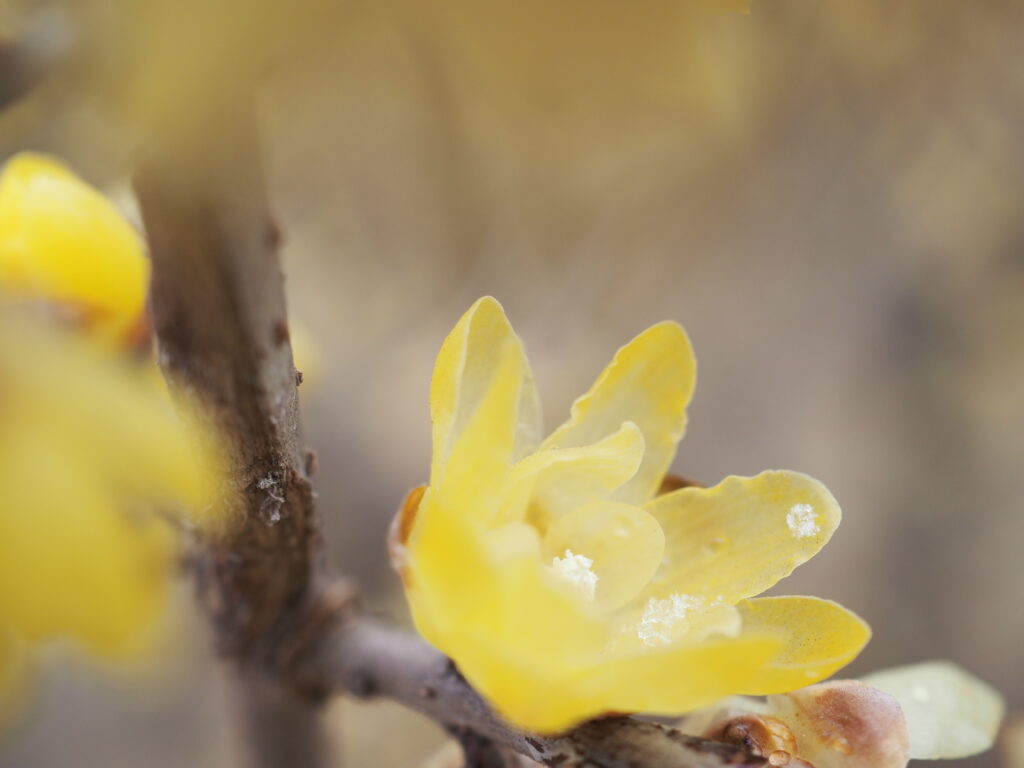 所沢航空記念公園の蝋梅