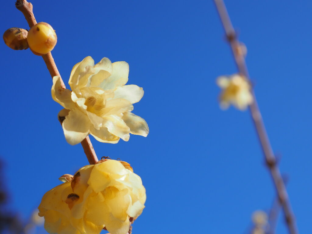 宝登山の蝋梅