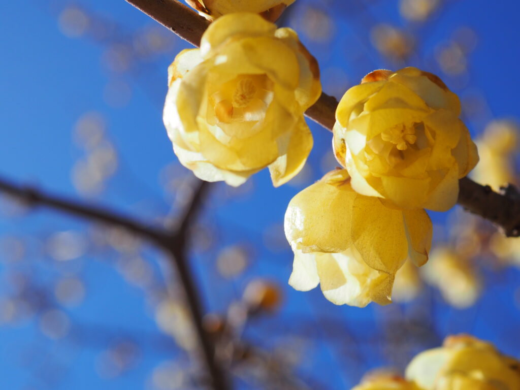 宝登山の蝋梅