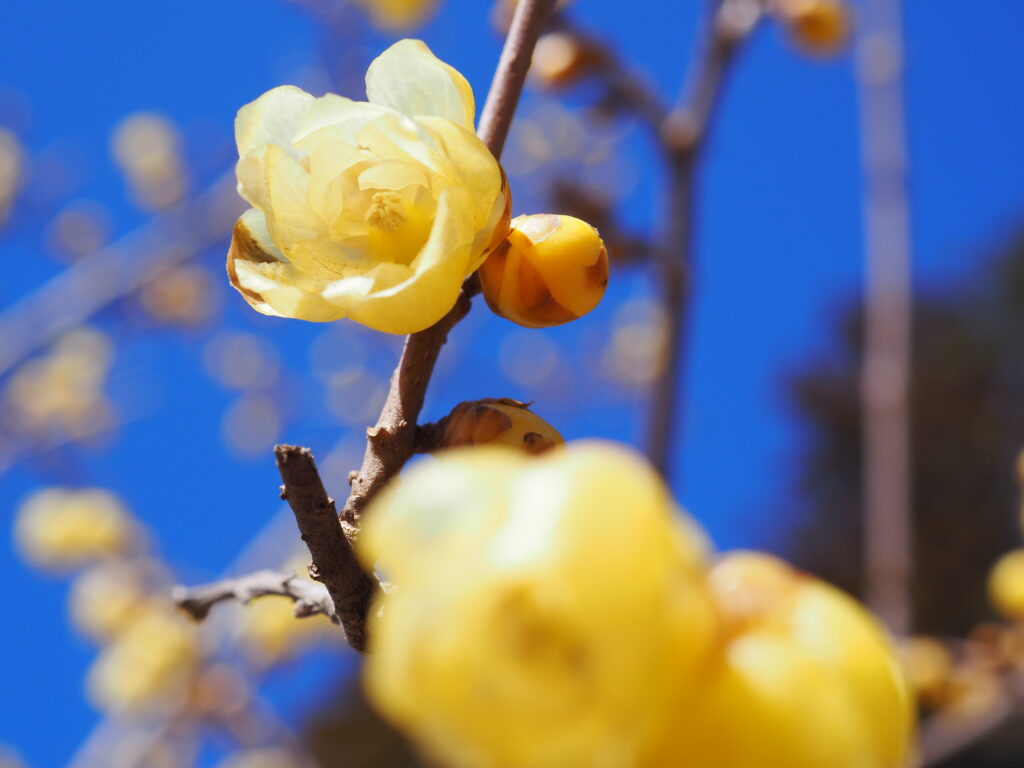 宝登山の蝋梅