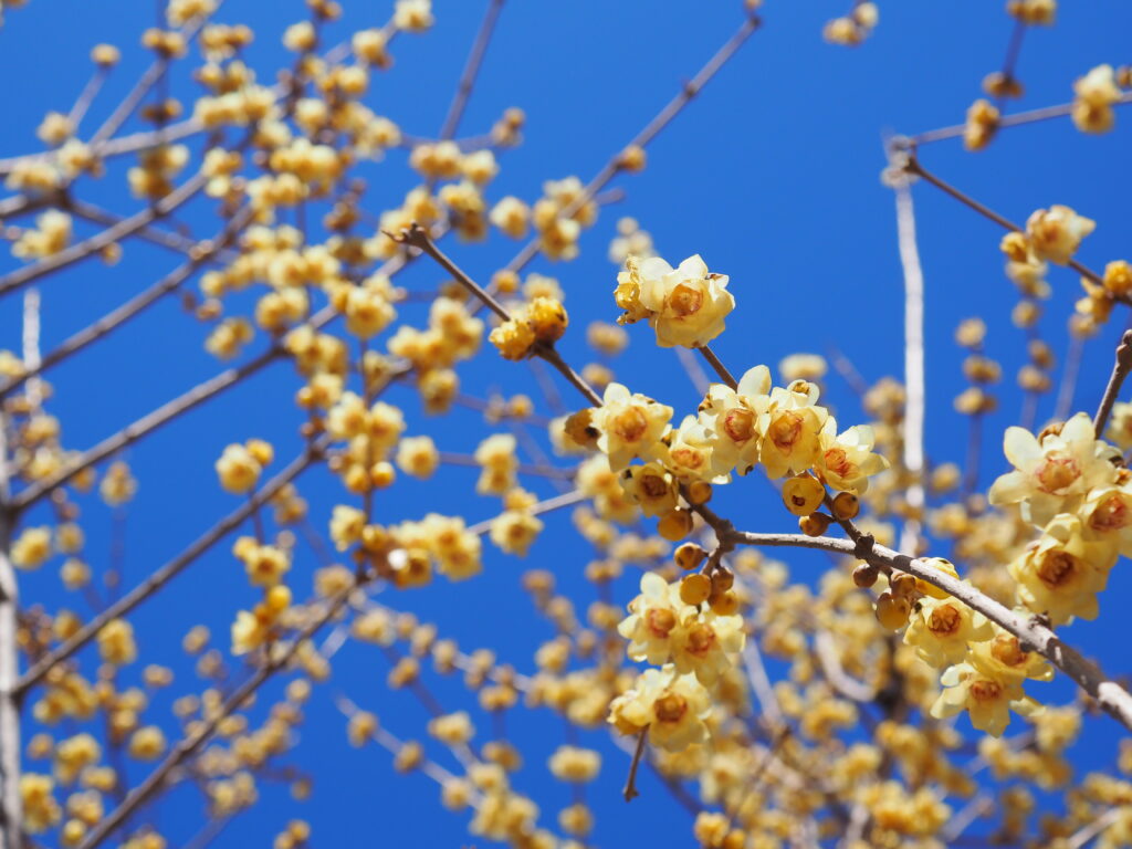 宝登山の蝋梅