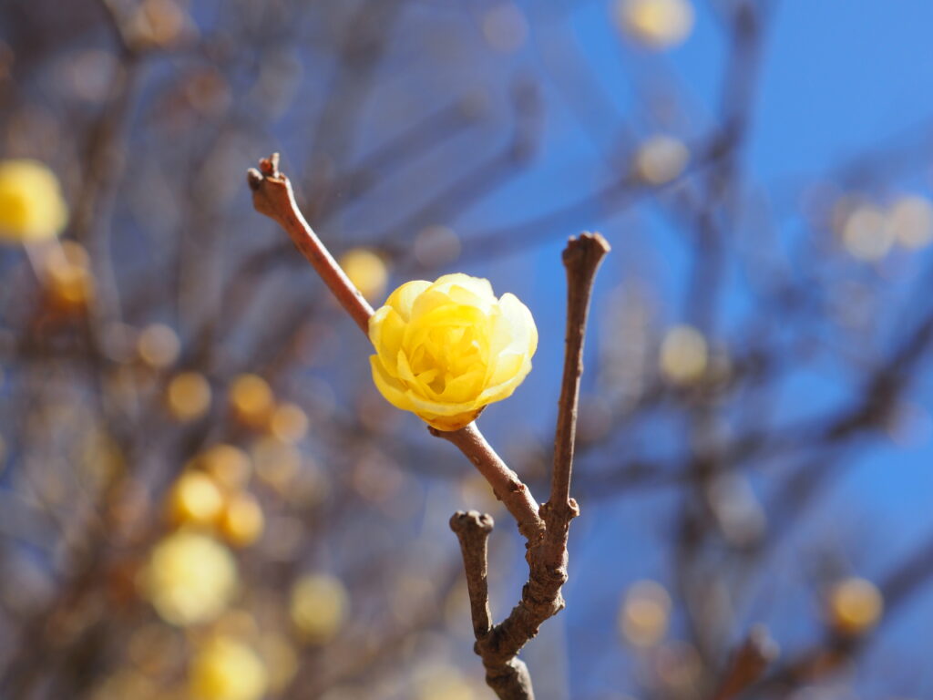 宝登山の蝋梅