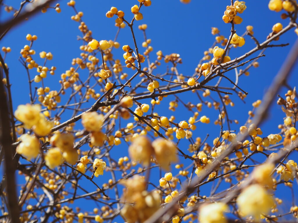 宝登山の蝋梅