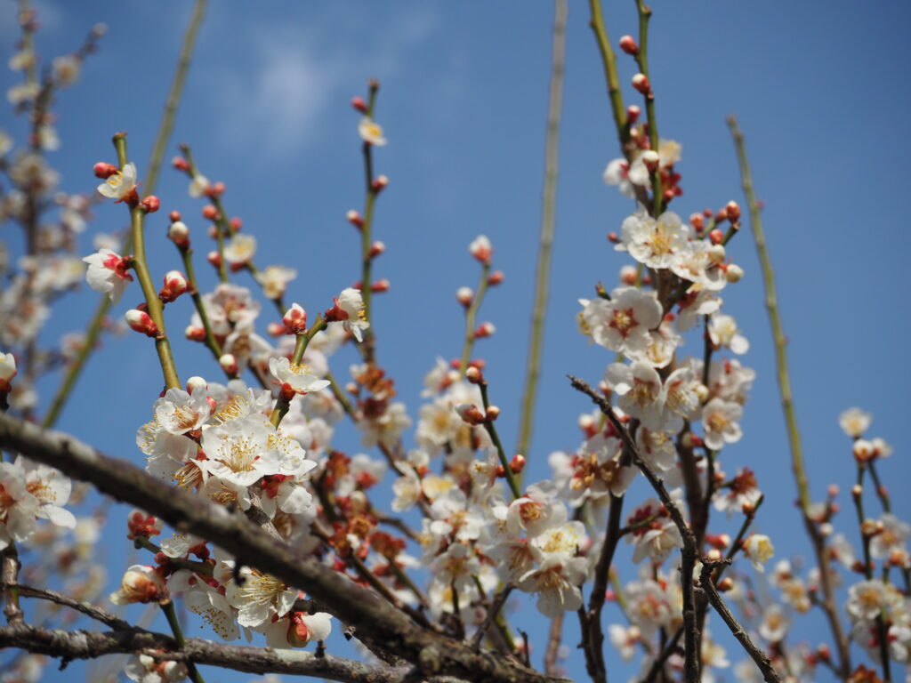 越生梅林の梅