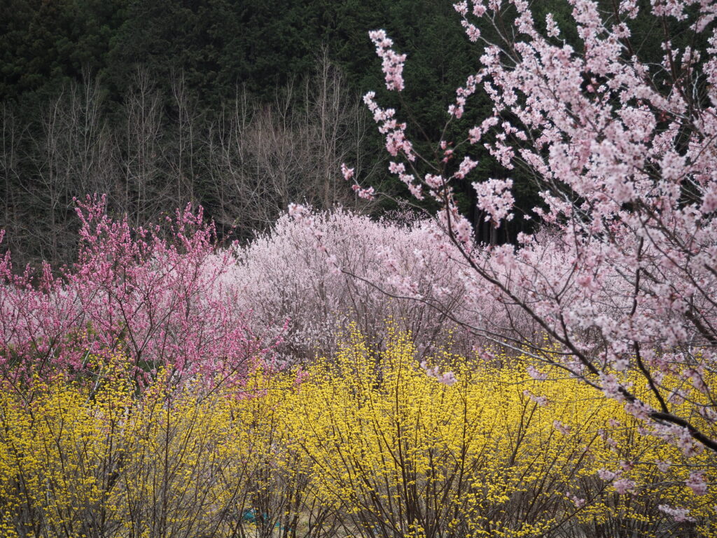 小川町桃源郷の百花繚乱な様子