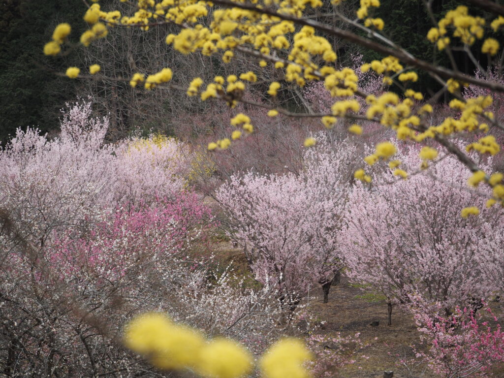 小川町桃源郷の百花繚乱な様子