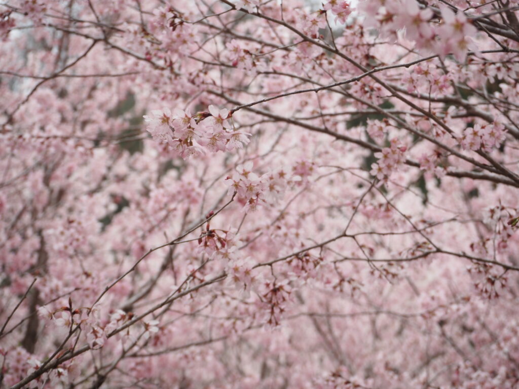 小川町桃源郷の桜