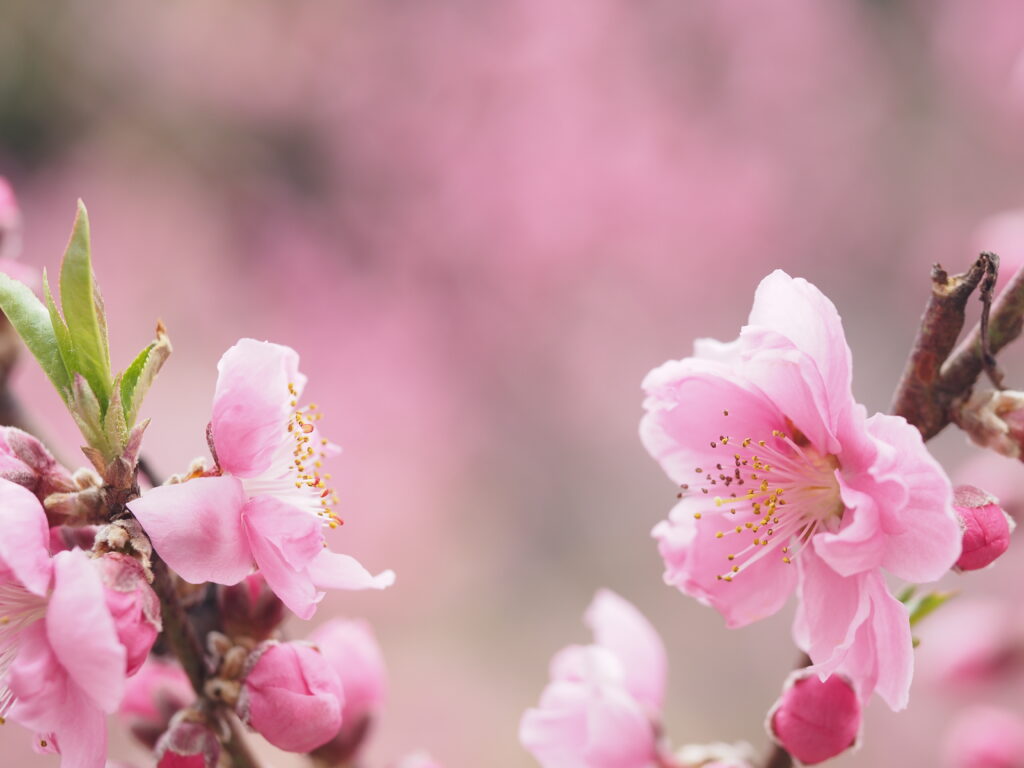 小川町桃源郷の花桃