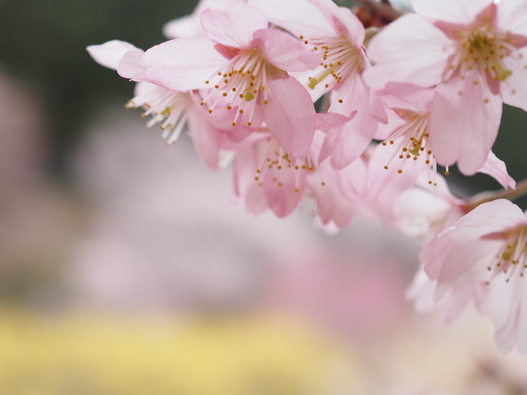小川町桃源郷の桜