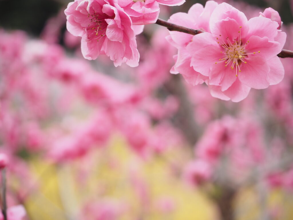 小川町桃源郷の花桃