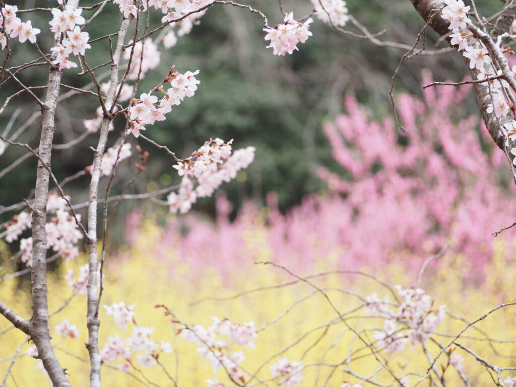 小川町桃源郷の百花繚乱な様子