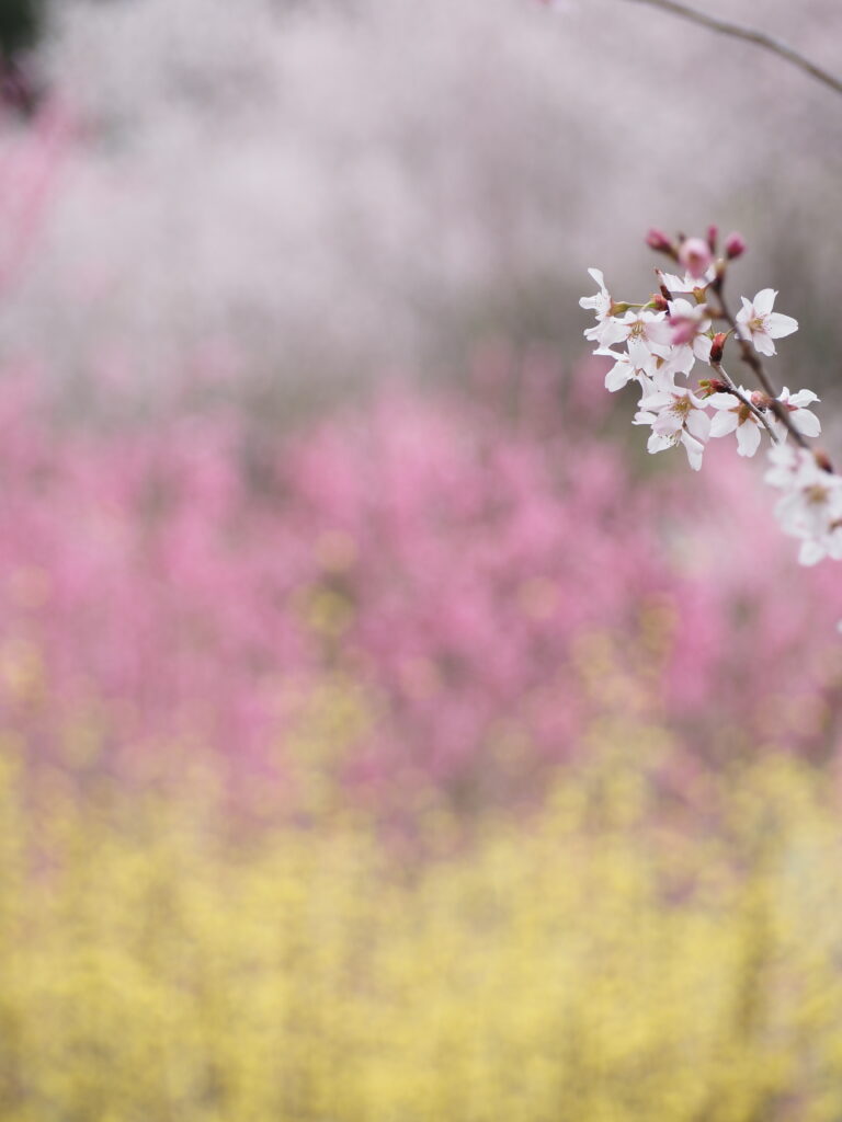 小川町桃源郷の百花繚乱な様子