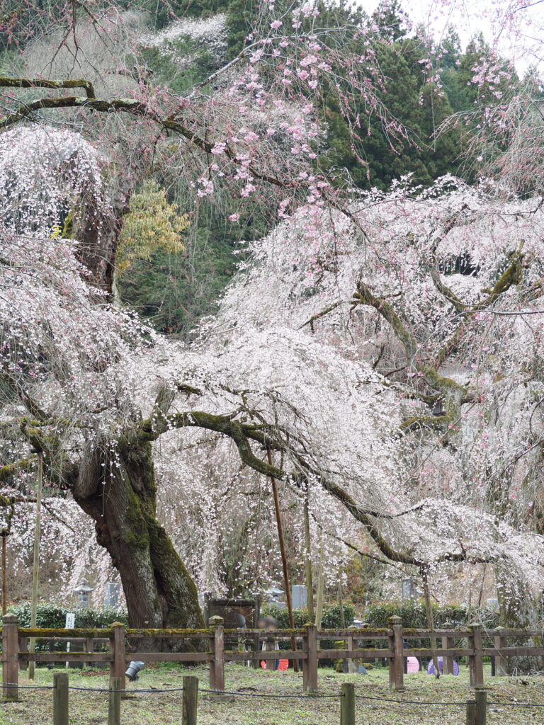 清雲寺のしだれ桜