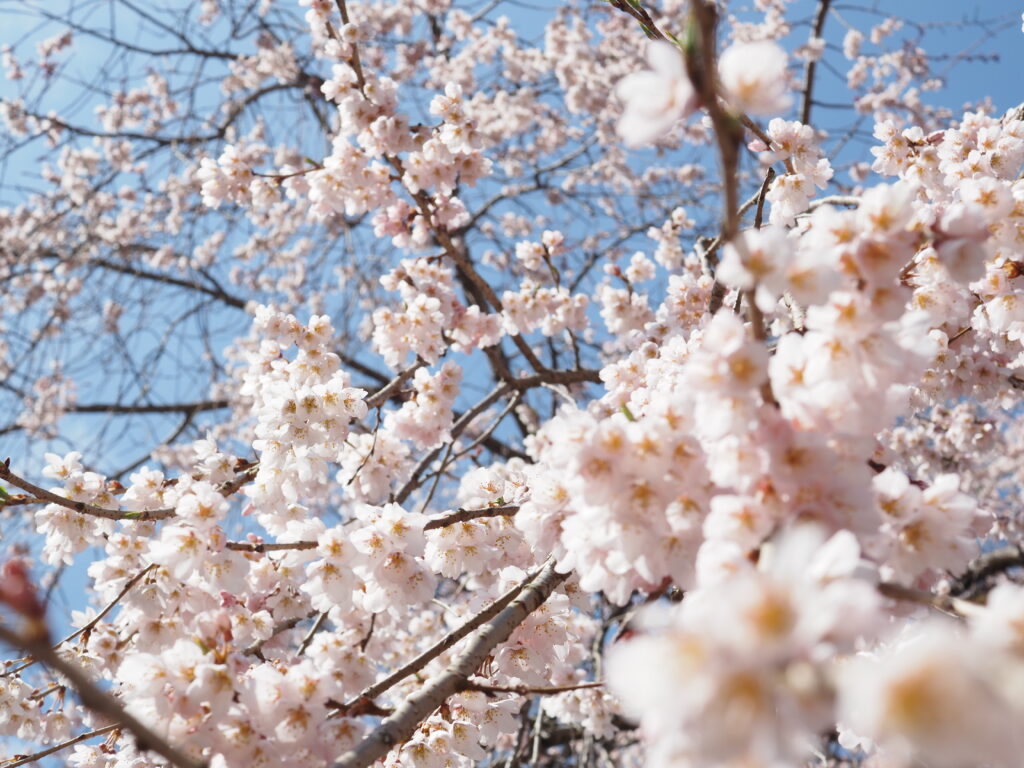 清雲寺のしだれ桜
